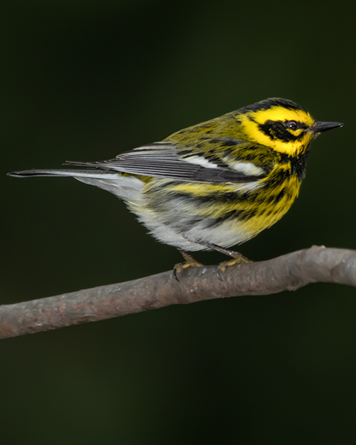 Townsend's Warbler