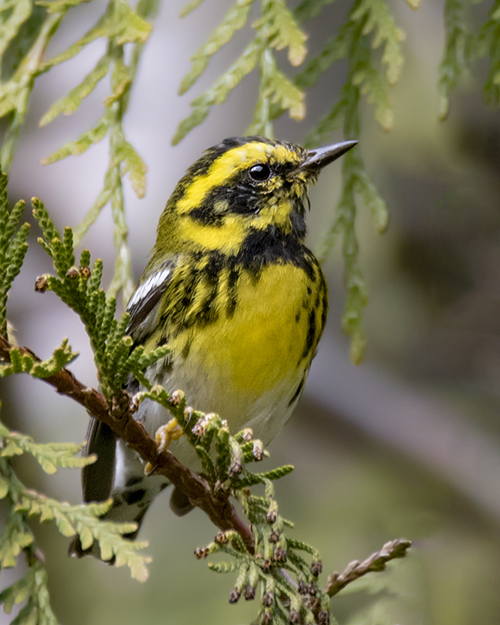 Townsend's Warbler