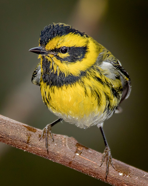 Townsend's Warbler