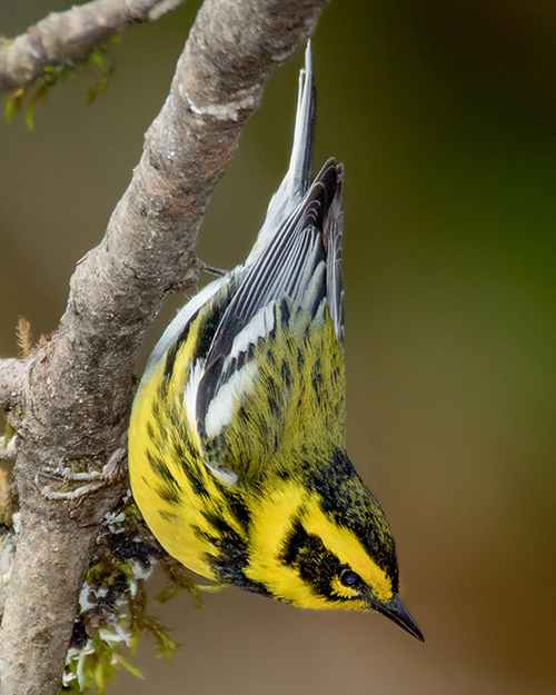 Townsend's Warbler