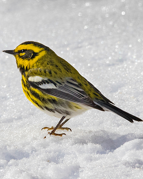 Townsend's Warbler