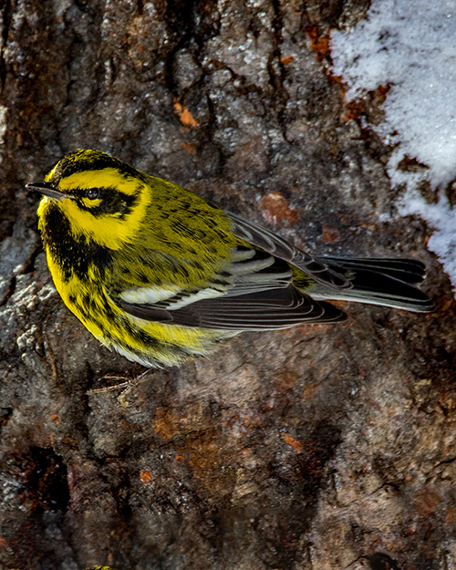 Townsend's Warbler