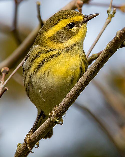 Townsend's Warbler