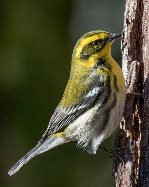 Townsend's Warbler