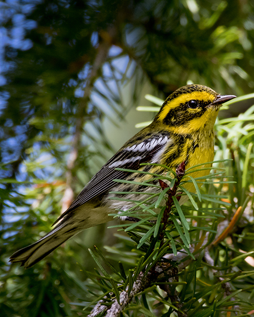 Townsend's Warbler