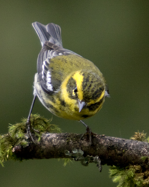 Townsend's Warbler