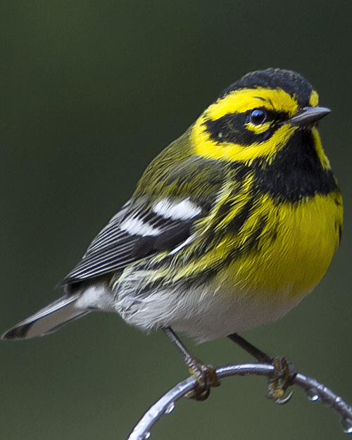 Townsend's Warbler