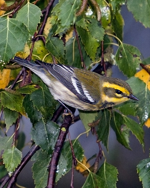 Townsend's Warbler