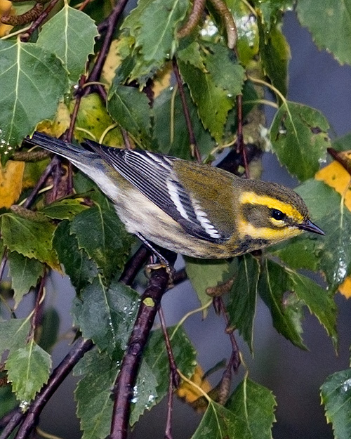 Townsend's Warbler