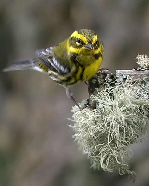 Townsend's Warbler