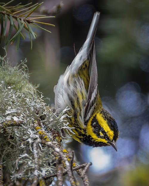 Townsend's Warbler