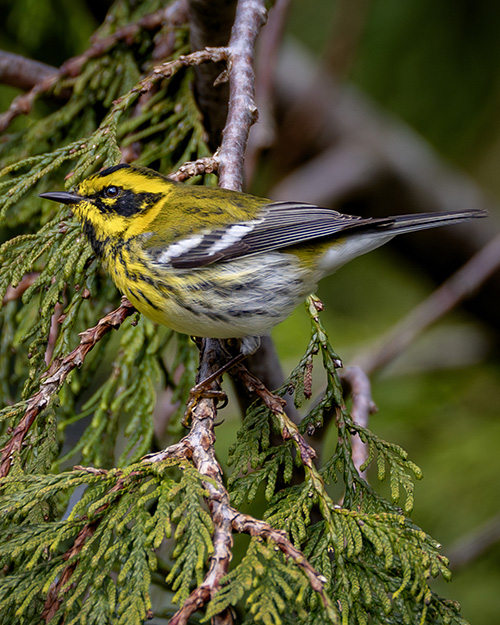 Townsend's Warbler