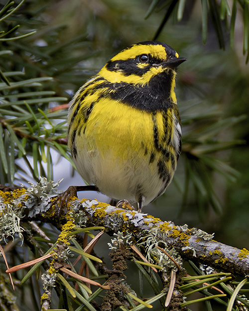 Townsend's Warbler