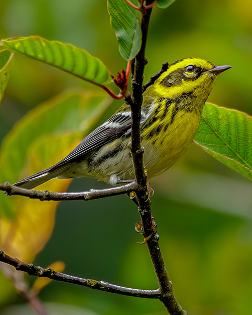 Townsend's Warbler