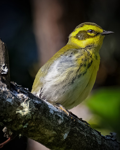 Townsend's Warbler