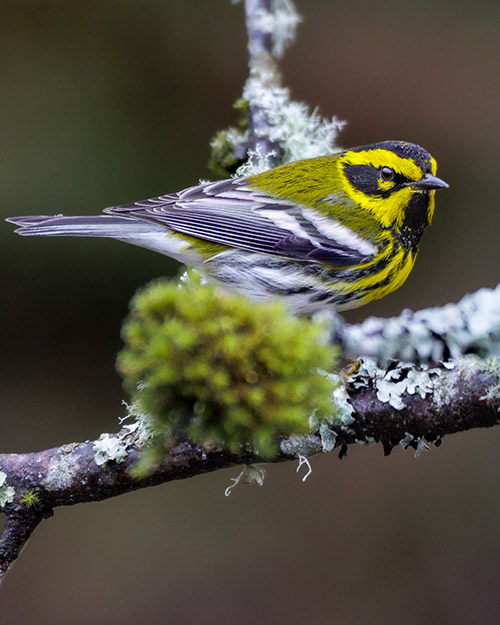 Townsend's Warbler