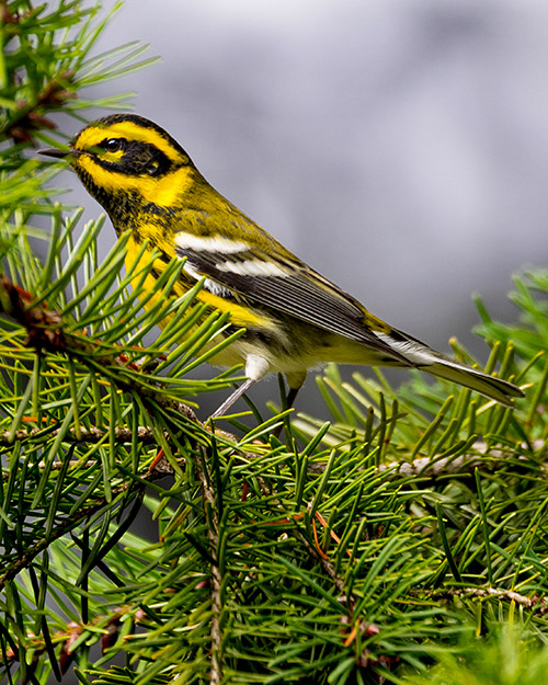 Townsend's Warbler