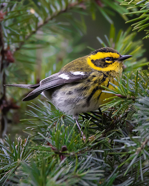 Townsend's Warbler