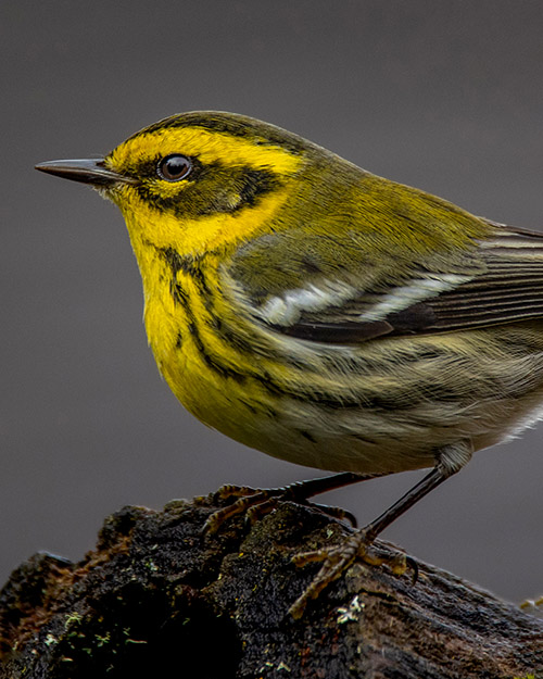 Townsend's Warbler