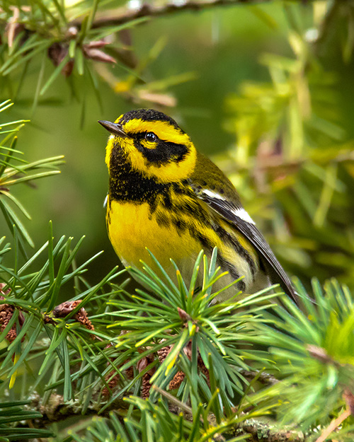 Townsend's Warbler