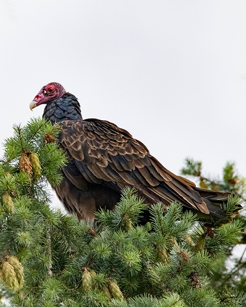 Turkey Vulture