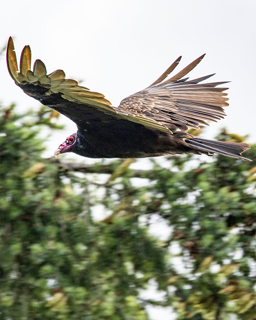 Turkey Vulture