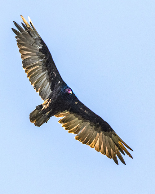 Turkey Vulture