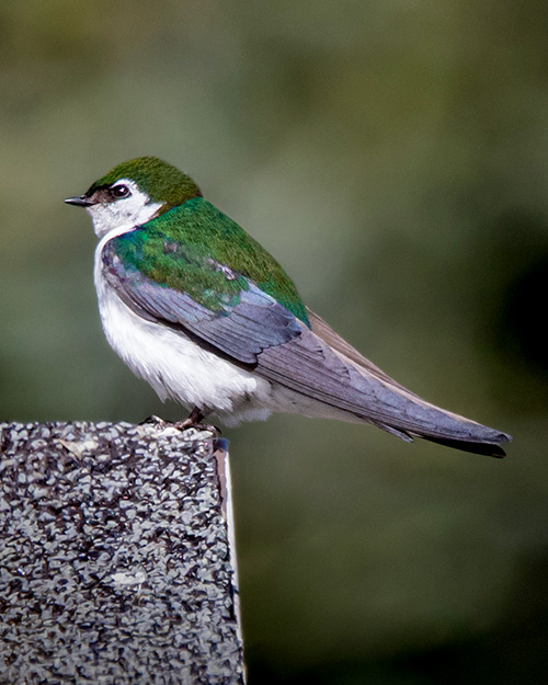 Violet-green Swallow