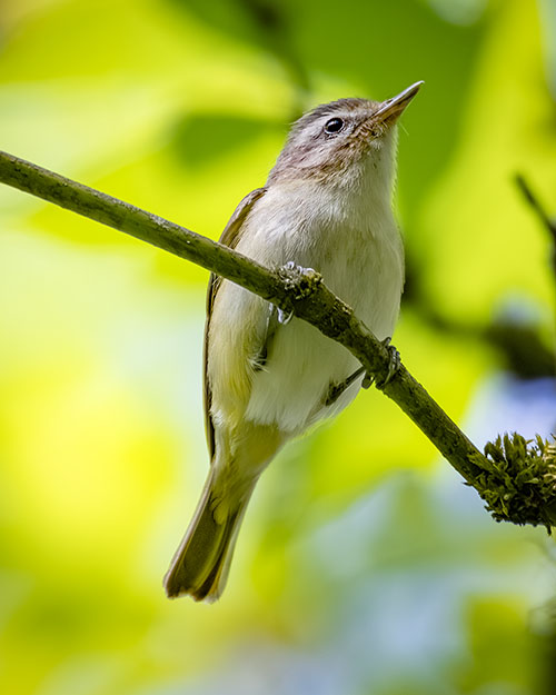 Warbling Vireo