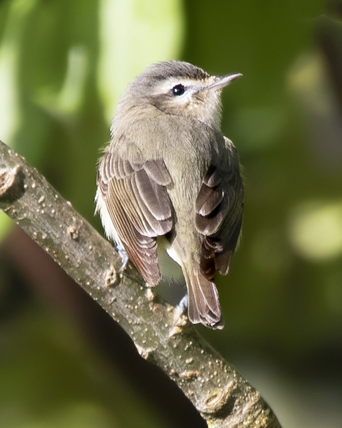 Warbling Vireo