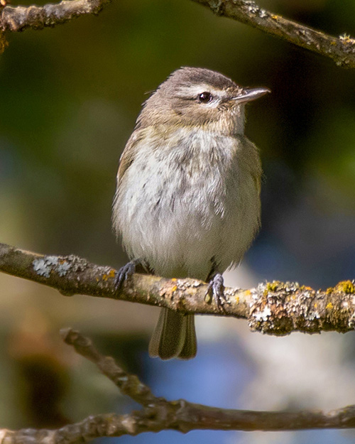 Warbling Vireo