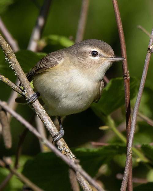 Warbling Vireo