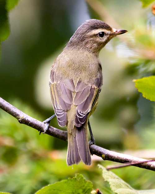 Warbling Vireo