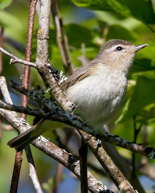 Warbling Vireo