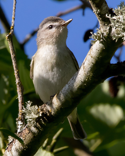 Warbling Vireo