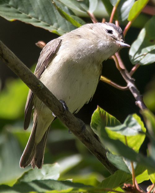 Warbling Vireo