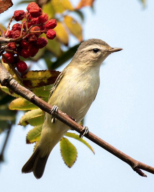 Warbling Vireo