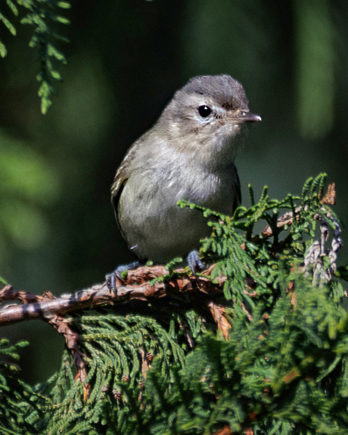 Warbling Vireo