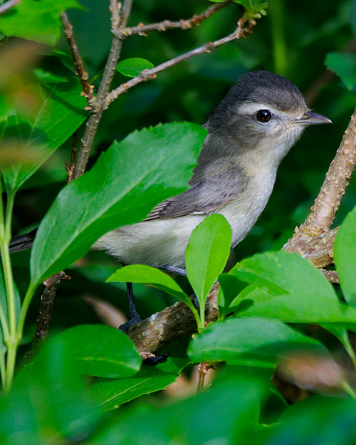 Warbling Vireo