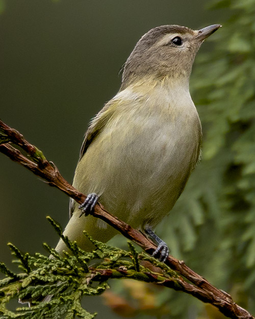 Warbling Vireo