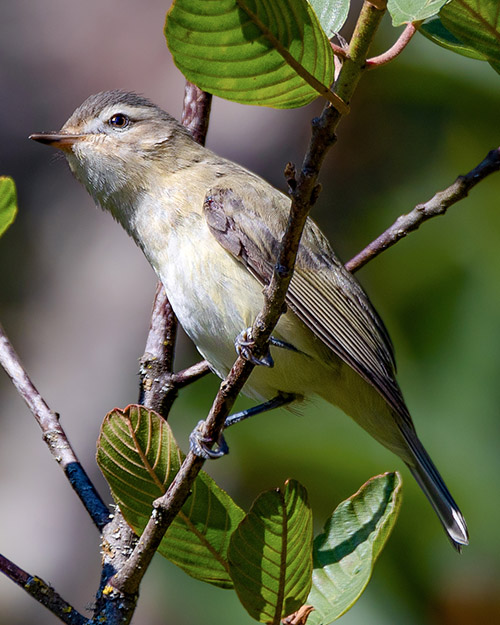 Warbling Vireo