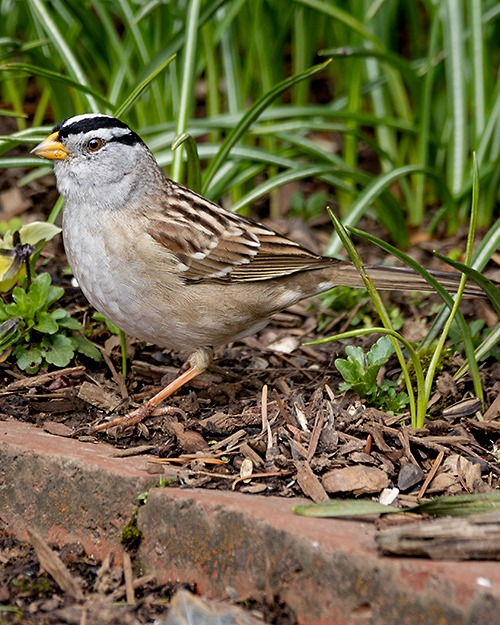 White-crowned Sparrow