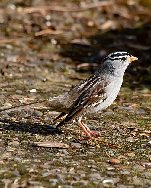 White-crowned Sparrow