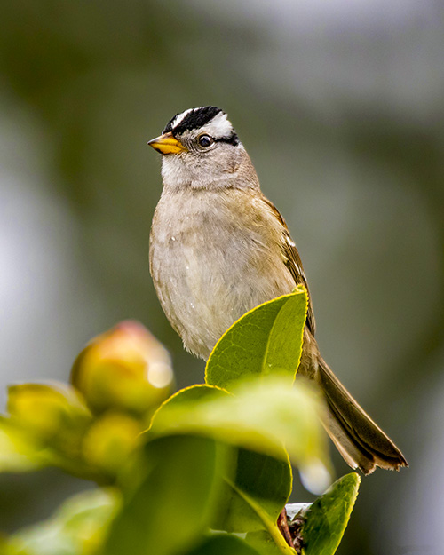 White-crowned Sparrow