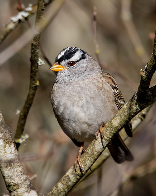 White-crowned Sparrow