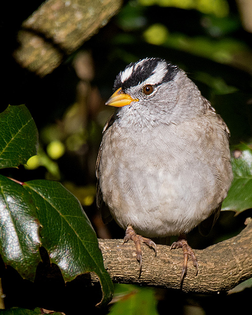 White-crowned Sparrow