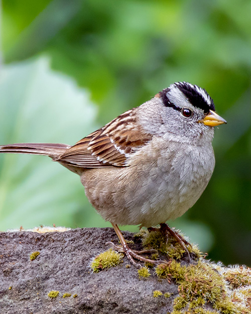 White-crowned Sparrow