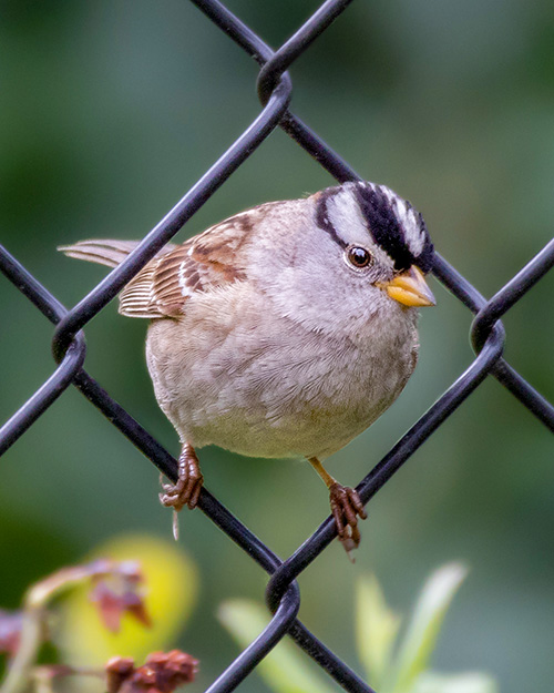 White-crowned Sparrow