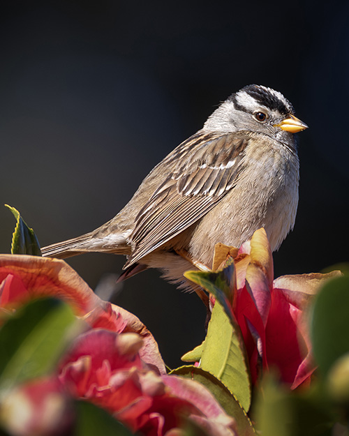 White-crowned Sparrow