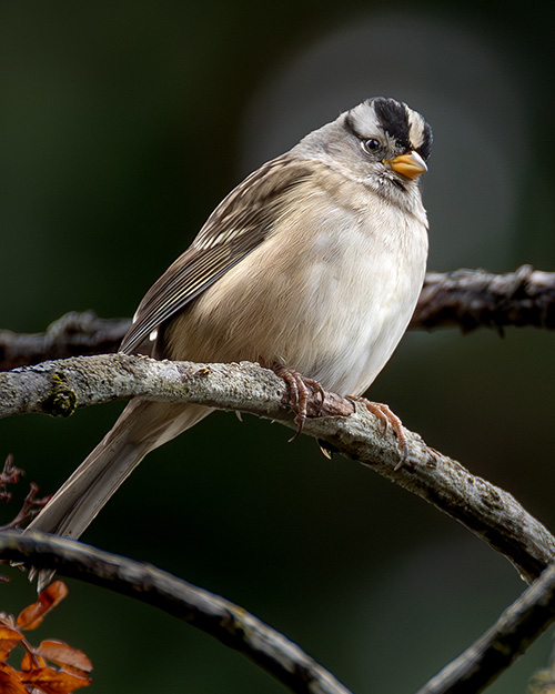White-crowned Sparrow